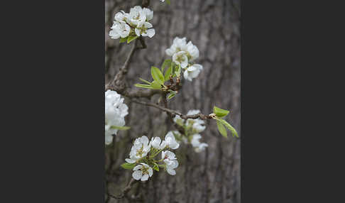 Kultur-Birnbaum (Pyrus communis)