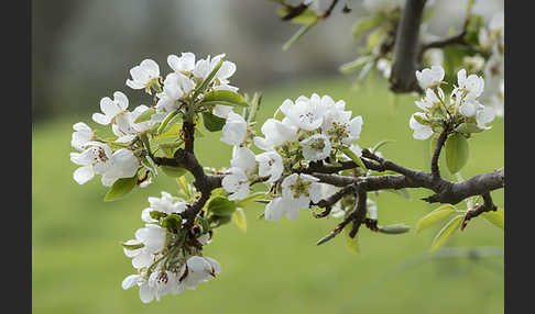 Kultur-Birnbaum (Pyrus communis)