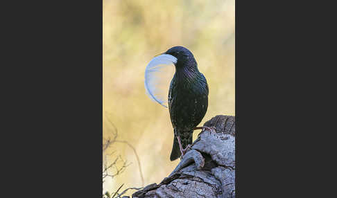 Star (Sturnus vulgaris)