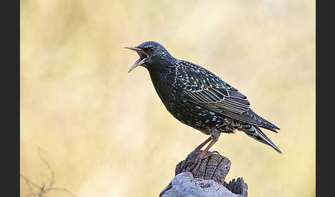 Star (Sturnus vulgaris)