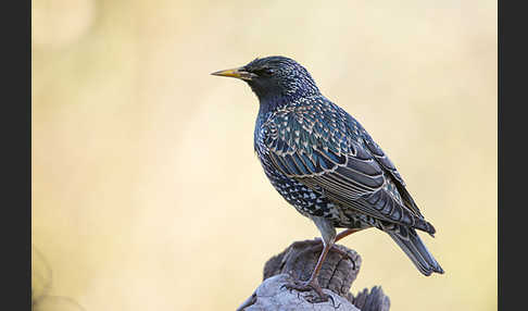 Star (Sturnus vulgaris)