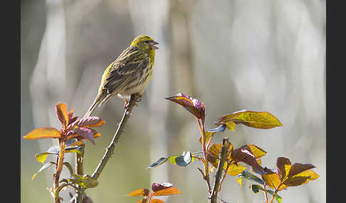 Girlitz (Serinus serinus)