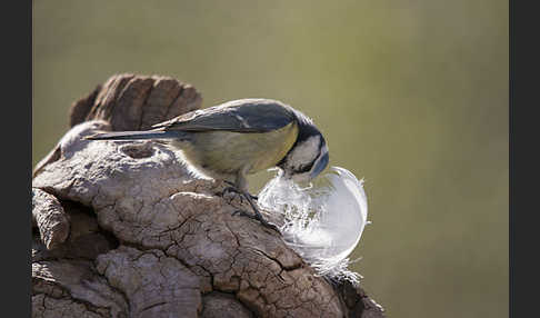 Blaumeise (Parus caeruleus)