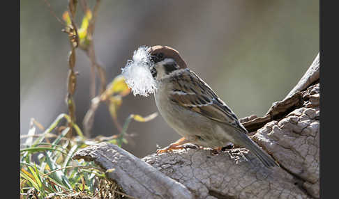 Feldsperling (Passer montanus)