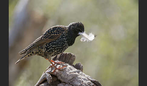 Star (Sturnus vulgaris)