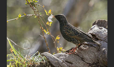 Star (Sturnus vulgaris)