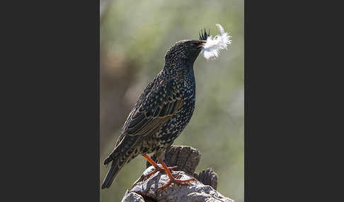 Star (Sturnus vulgaris)