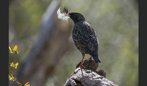 Star (Sturnus vulgaris)