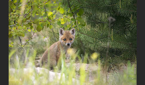 Rotfuchs (Vulpes vulpes)