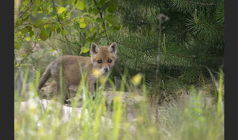 Rotfuchs (Vulpes vulpes)