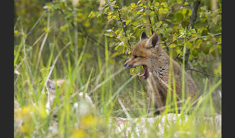 Rotfuchs (Vulpes vulpes)