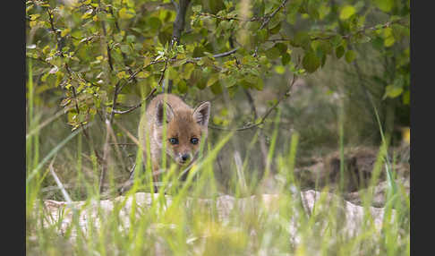 Rotfuchs (Vulpes vulpes)