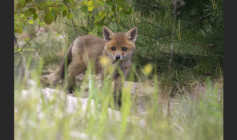 Rotfuchs (Vulpes vulpes)