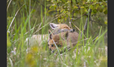 Rotfuchs (Vulpes vulpes)