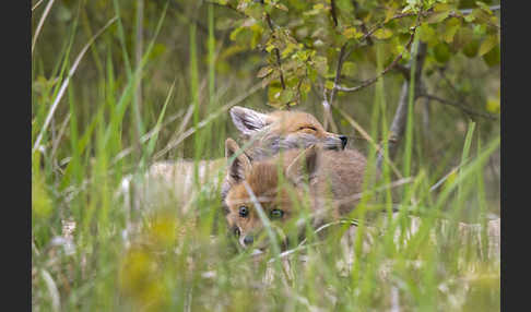 Rotfuchs (Vulpes vulpes)