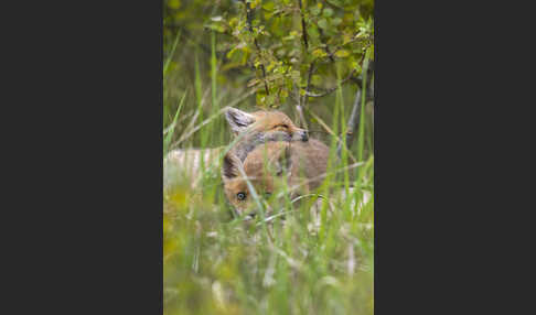 Rotfuchs (Vulpes vulpes)