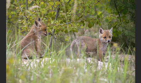 Rotfuchs (Vulpes vulpes)