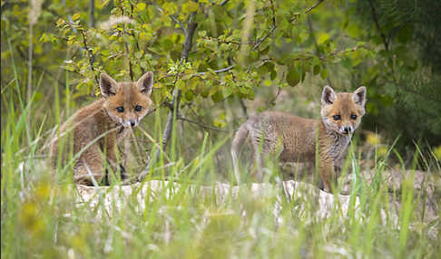 Rotfuchs (Vulpes vulpes)