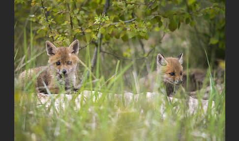 Rotfuchs (Vulpes vulpes)