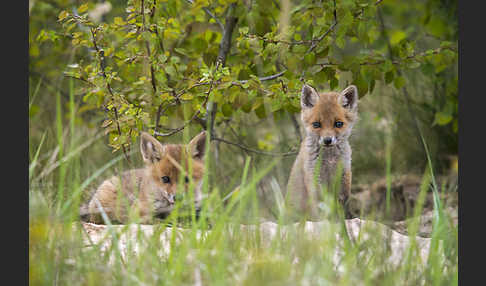 Rotfuchs (Vulpes vulpes)