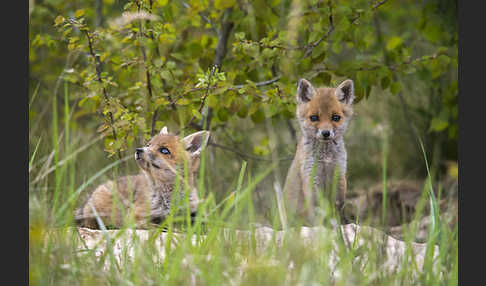 Rotfuchs (Vulpes vulpes)