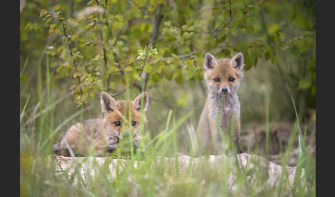 Rotfuchs (Vulpes vulpes)