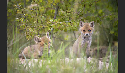 Rotfuchs (Vulpes vulpes)