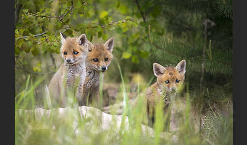 Rotfuchs (Vulpes vulpes)