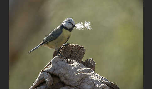 Blaumeise (Parus caeruleus)