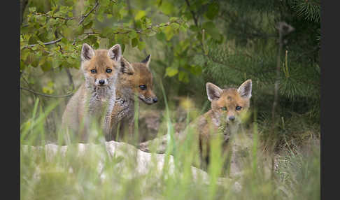 Rotfuchs (Vulpes vulpes)