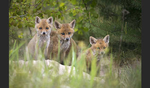 Rotfuchs (Vulpes vulpes)