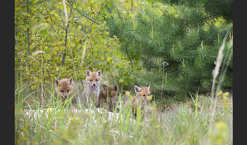 Rotfuchs (Vulpes vulpes)