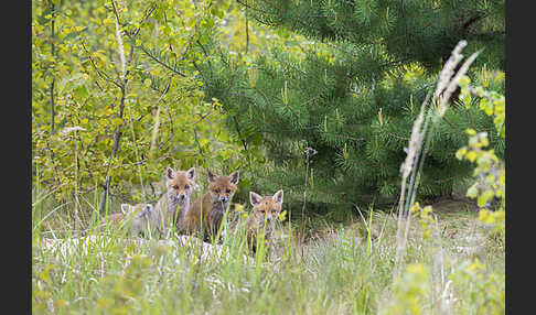 Rotfuchs (Vulpes vulpes)