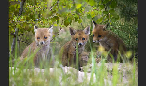 Rotfuchs (Vulpes vulpes)