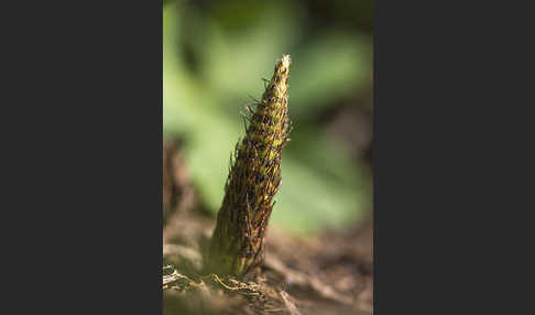 Riesen-Schachtelhalm (Equisetum telmateia)