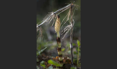 Riesen-Schachtelhalm (Equisetum telmateia)