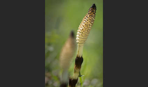 Riesen-Schachtelhalm (Equisetum telmateia)