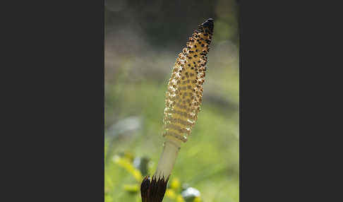 Riesen-Schachtelhalm (Equisetum telmateia)