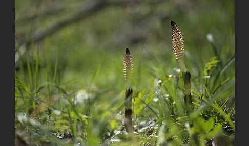 Riesen-Schachtelhalm (Equisetum telmateia)