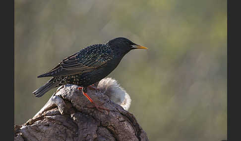 Star (Sturnus vulgaris)