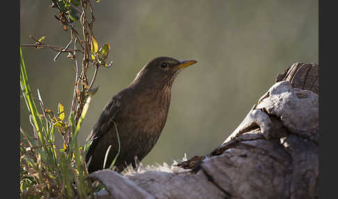 Amsel (Turdus merula)