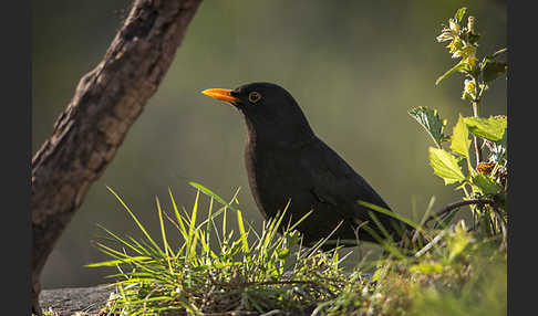 Amsel (Turdus merula)