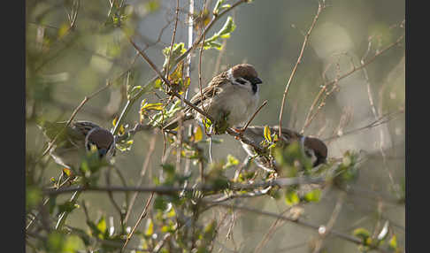 Feldsperling (Passer montanus)