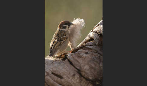 Feldsperling (Passer montanus)