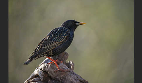 Star (Sturnus vulgaris)