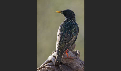 Star (Sturnus vulgaris)