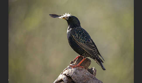 Star (Sturnus vulgaris)