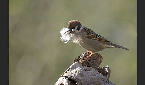 Feldsperling (Passer montanus)