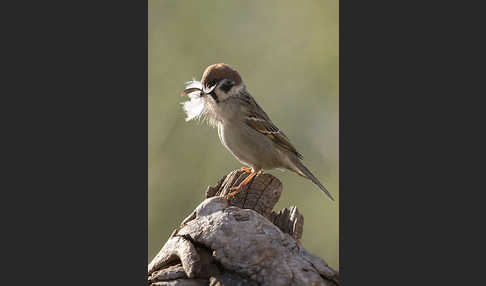 Feldsperling (Passer montanus)