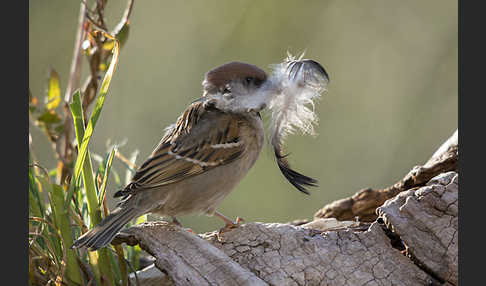 Feldsperling (Passer montanus)